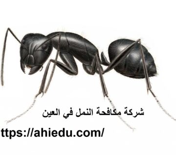 شركة مكافحة النمل في العين