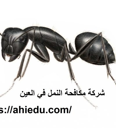 شركة مكافحة النمل في العين