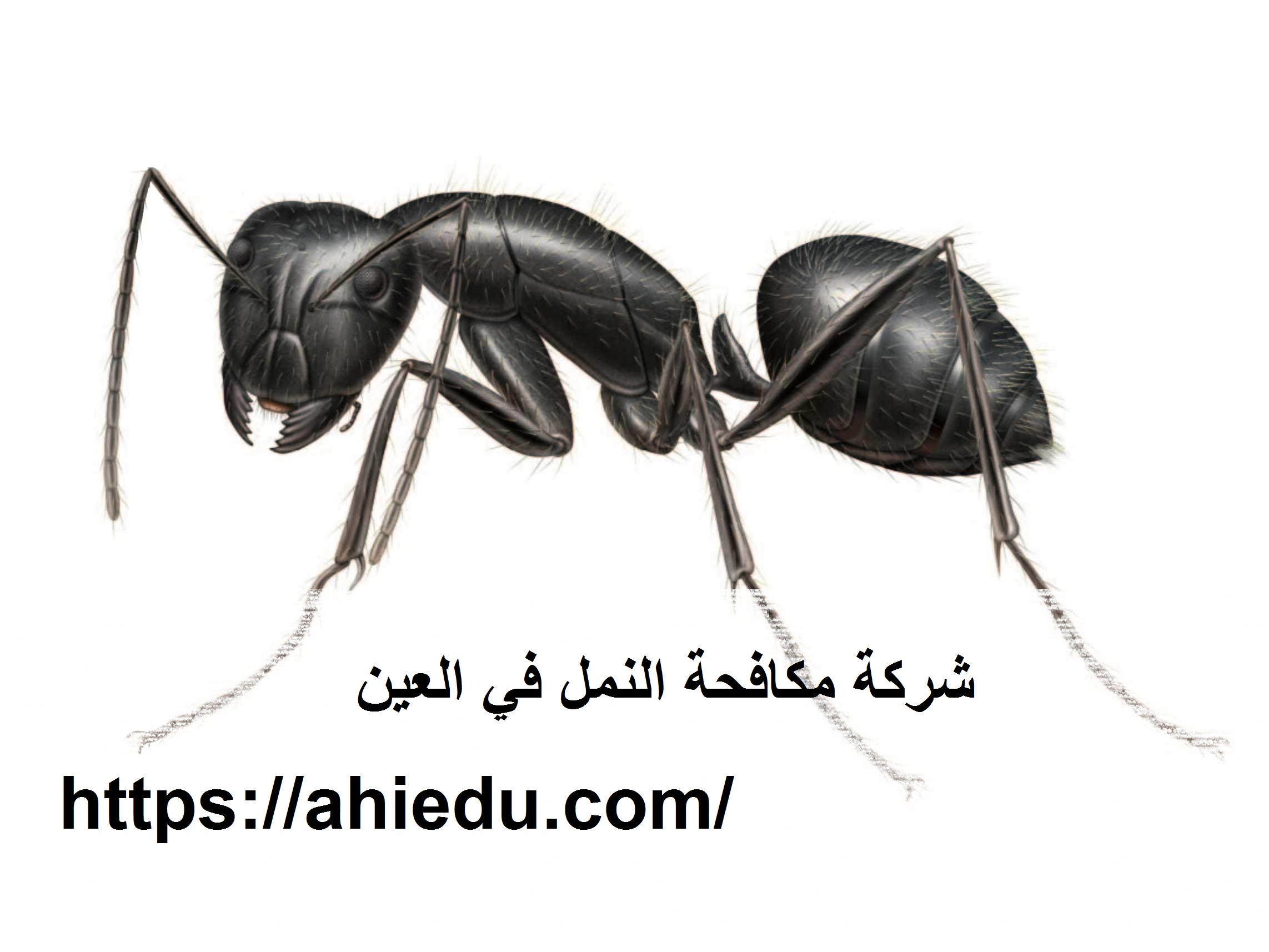 شركة مكافحة النمل في العين