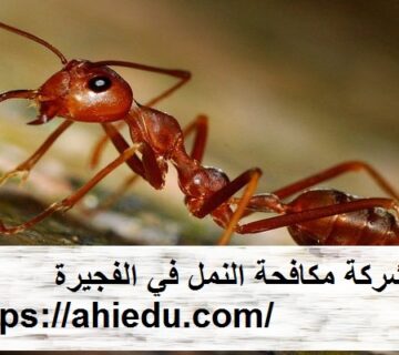 شركة مكافحة النمل في الفجيرة