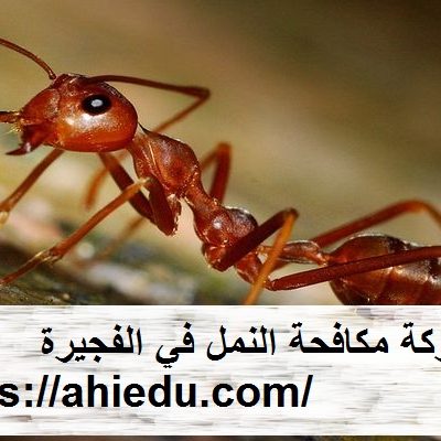 شركة مكافحة النمل في الفجيرة