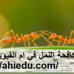 شركة مكافحة النمل في ام القيوين