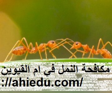 شركة مكافحة النمل في ام القيوين