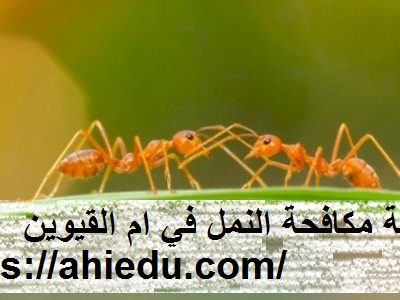 شركة مكافحة النمل في ام القيوين