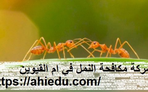 شركة مكافحة النمل في ام القيوين شركة مكافحة النمل في ام القيوين
