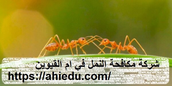 شركة مكافحة النمل في ام القيوين شركة مكافحة النمل في ام القيوين