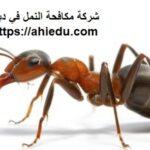 شركة مكافحة النمل في دبي