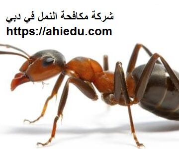 شركة مكافحة النمل في دبي