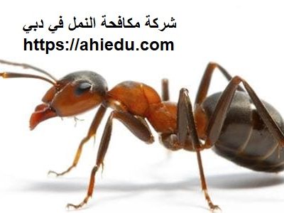 شركة مكافحة النمل في دبي