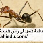 شركة مكافحة النمل في راس الخيمة
