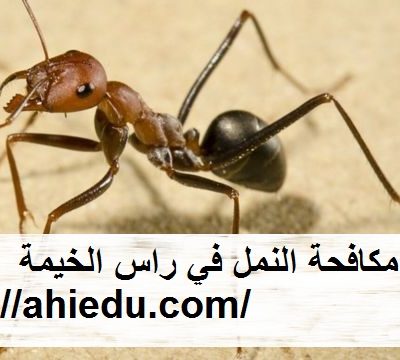 شركة مكافحة النمل في راس الخيمة