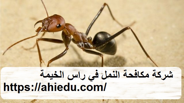شركة مكافحة النمل في راس الخيمة