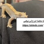 شركة مكافحة الوزغ في ابوظبي