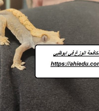 شركة مكافحة الوزغ في ابوظبي