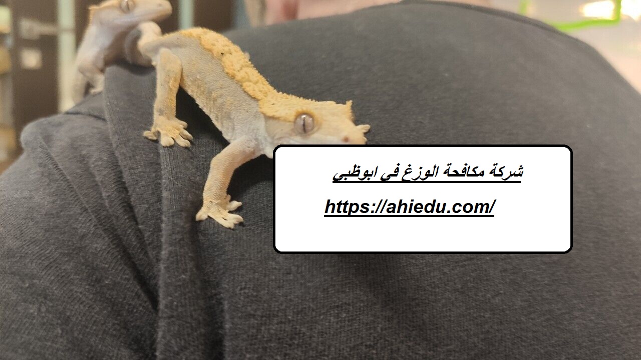 شركة مكافحة الوزغ في ابوظبي