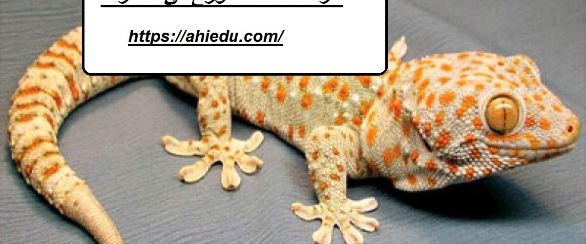 شركة مكافحة الوزغ في الشارقة