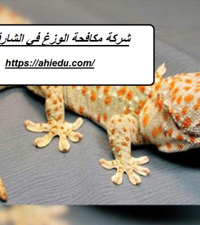 شركة مكافحة الوزغ في الشارقة