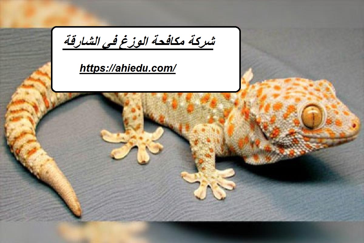 شركة مكافحة الوزغ في الشارقة