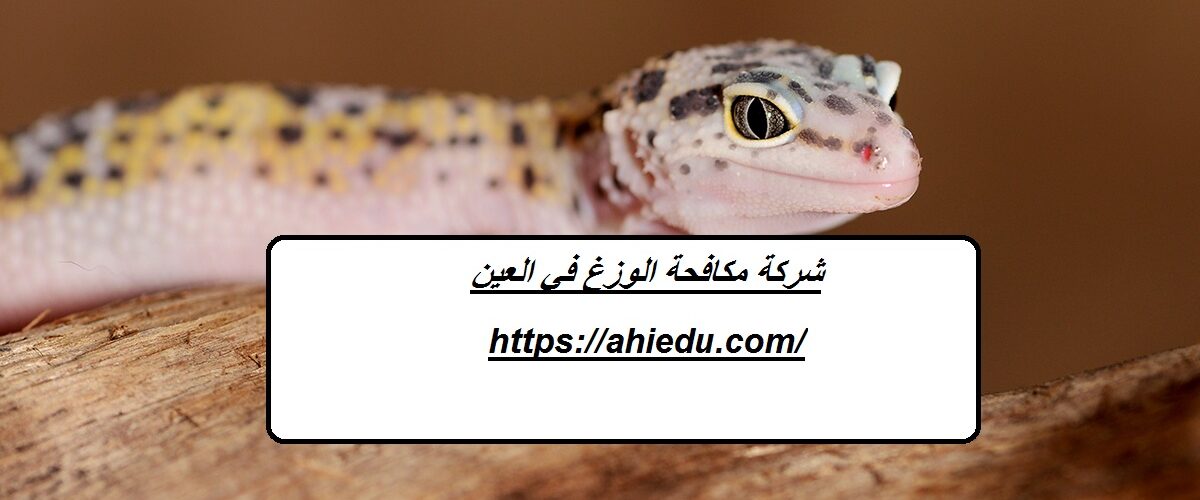 شركة مكافحة الوزغ في العين