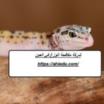 شركة مكافحة الوزغ في العين