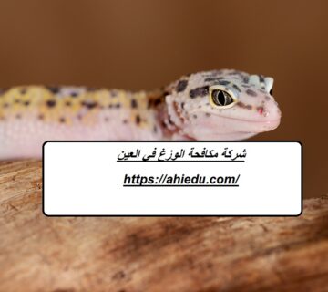 شركة مكافحة الوزغ في العين