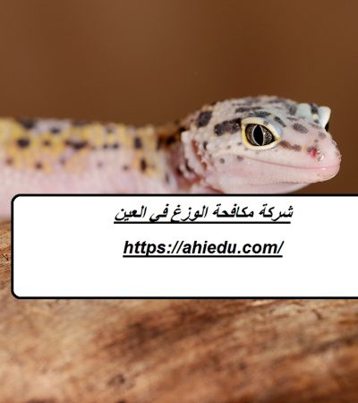 شركة مكافحة الوزغ في العين