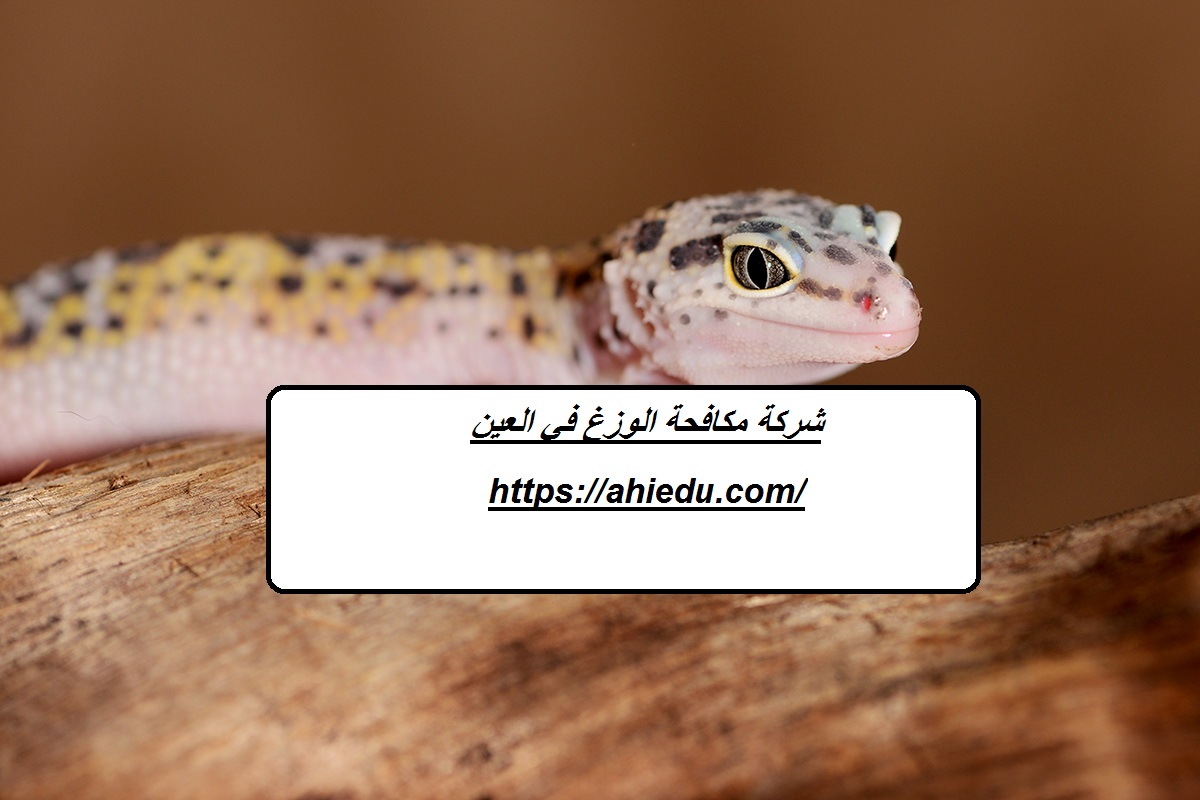 شركة مكافحة الوزغ في العين