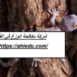 شركة مكافحة الوزغ في الفجيرة