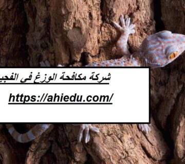 شركة مكافحة الوزغ في الفجيرة