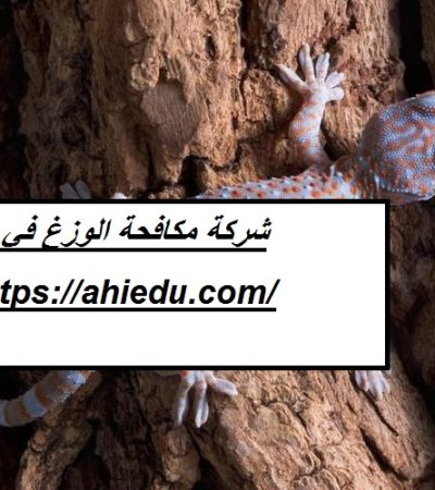 شركة مكافحة الوزغ في الفجيرة