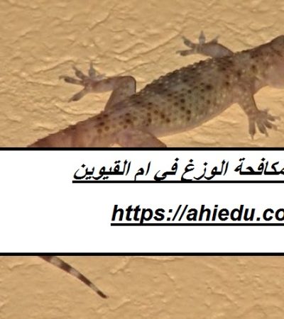 شركة مكافحة الوزغ في ام القيوين