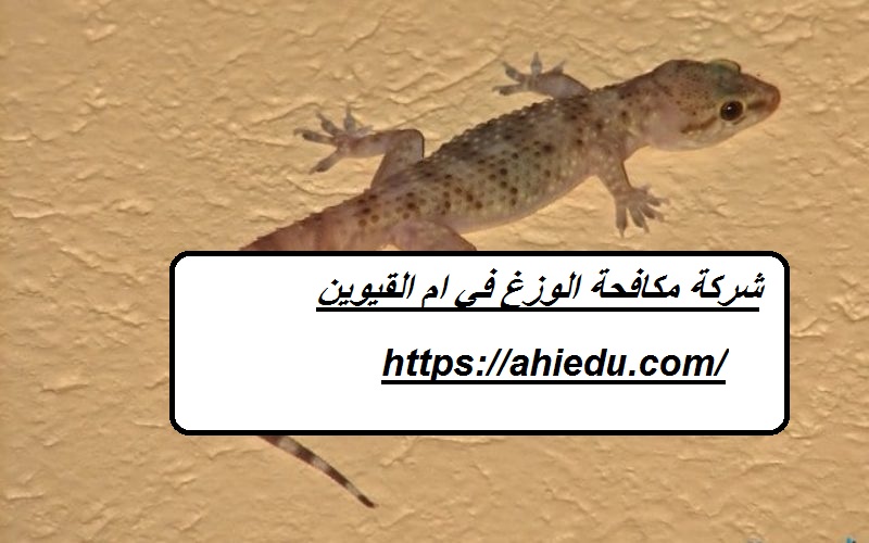 شركة مكافحة الوزغ في ام القيوين