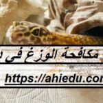 شركة مكافحة الوزغ في دبي