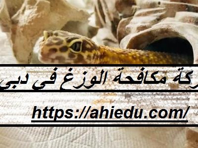 شركة مكافحة الوزغ في دبي