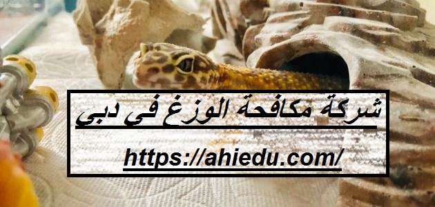 شركة مكافحة الوزغ في دبي