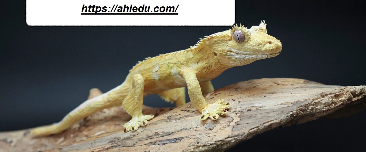 شركة مكافحة الوزغ في راس الخيمة