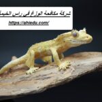 شركة مكافحة الوزغ في راس الخيمة