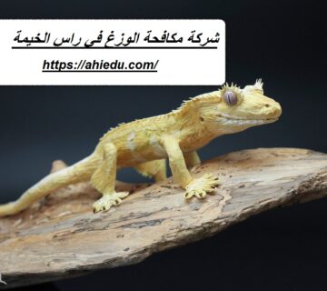 شركة مكافحة الوزغ في راس الخيمة