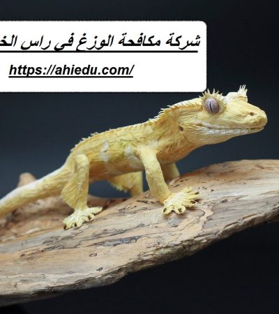 شركة مكافحة الوزغ في راس الخيمة