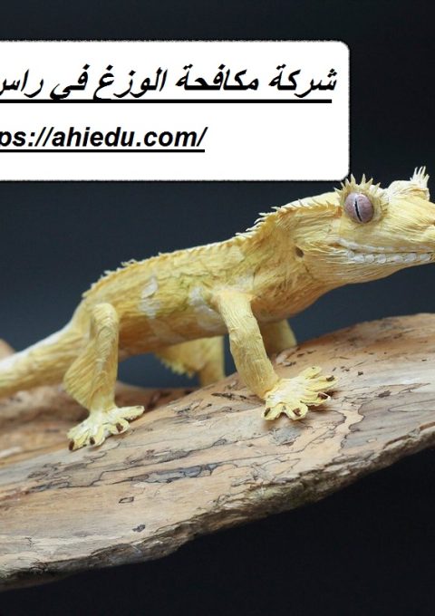 شركة مكافحة الوزغ في راس الخيمة شركة مكافحة الوزغ في راس الخيمة