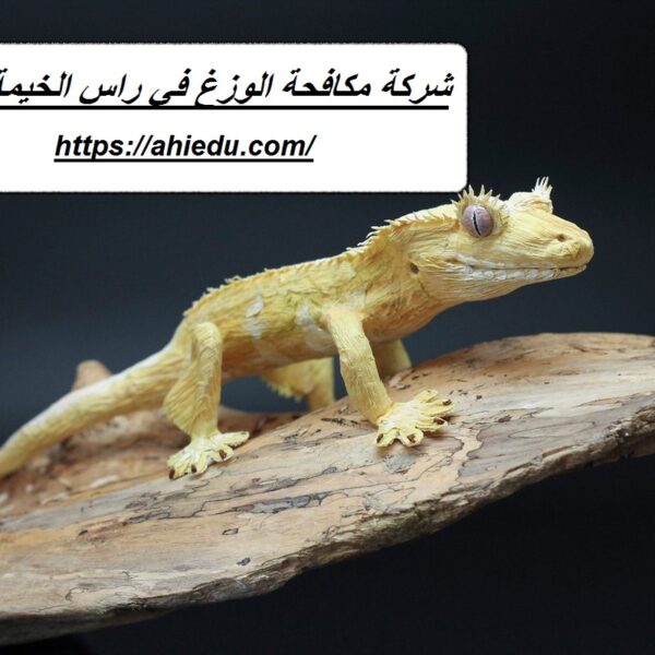 شركة مكافحة الوزغ في راس الخيمة شركة مكافحة الوزغ في راس الخيمة