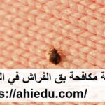 شركة مكافحة بق الفراش في الشارقة