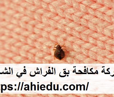 شركة مكافحة بق الفراش في الشارقة