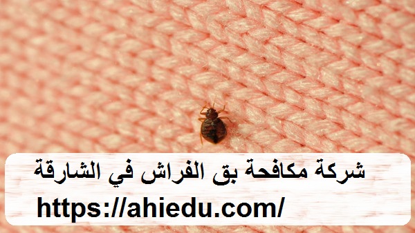 شركة مكافحة بق الفراش في الشارقة