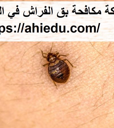 شركة مكافحة بق الفراش في العين