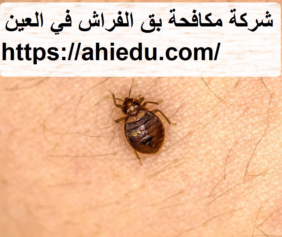 شركة مكافحة بق الفراش في العين