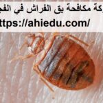 شركة مكافحة بق الفراش في الفجيرة