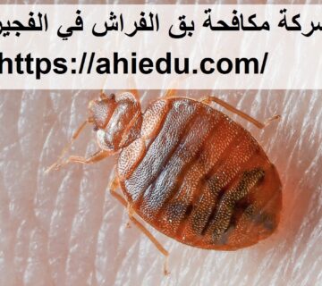 شركة مكافحة بق الفراش في الفجيرة