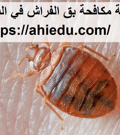 شركة مكافحة بق الفراش في الفجيرة
