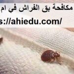 شركة مكافحة بق الفراش في ام القيوين